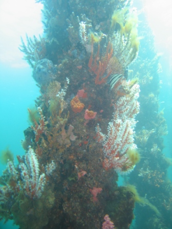 coral-encrusted-pillar