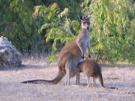 kangaroos-version-of-putting-your-head-in-the-sand