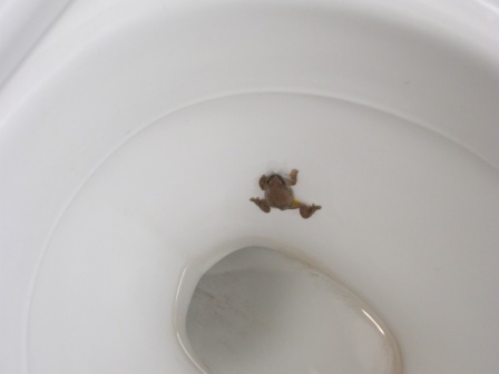 toilet-frog